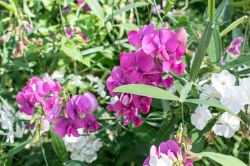 Obraz premium Blooming Sweet pea 