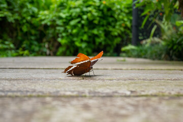 Orange and Black Butterfly (Siproeta Epaphus) Standing on a Wooden Background in a Butterfly Farm