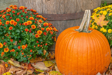Orange pumpkin with orange and yellow fall chrysanthemums next to wooden barrel with fallen autumn leaves