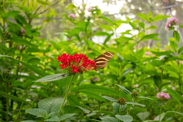 The Zebra Longwing or Zebra Heliconian (Heliconius charithonia), is a Butterfly Perched on a Red Flower (Ixora Coccinea)