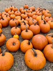 pumpkins in a field