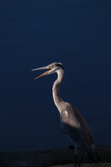 great heron