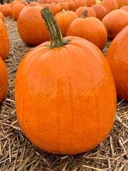 pumpkin on the ground