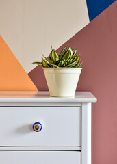 A plant (Sansevieria Trifasciata Golden Hahnii) on a white dresser in front of a wall painted in...