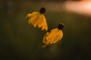 Obraz premium Yellow flowers at sunset