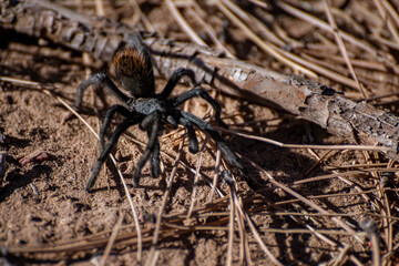 Arizona Tarantula