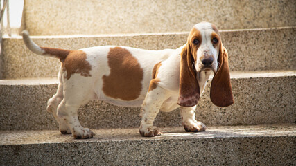 basset dog sitting on floor