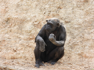 chimpanzee sitting on a rocky surface