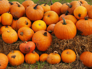 citrouilles sur des ballots de paille 