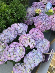 lilac flowers in a garden