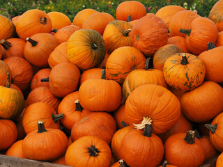 citrouilles entassées dans une ferme