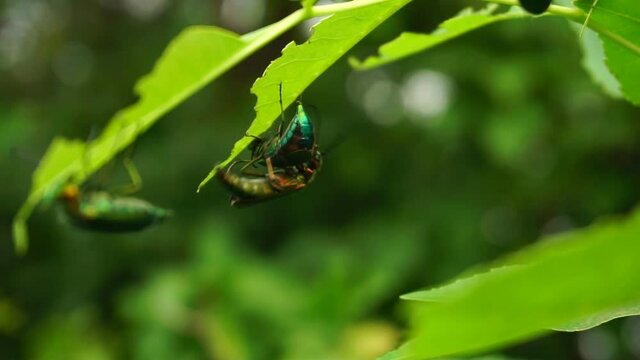 beetle spanish fly sits on the leaves of a lilac bush. summer warm day