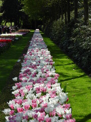 Long straight bed of white and pink tulips