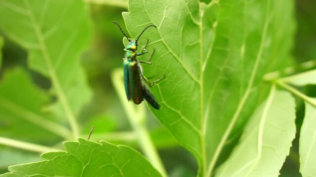 beetle spanish fly sits on the leaves of a lilac bush. summer warm day