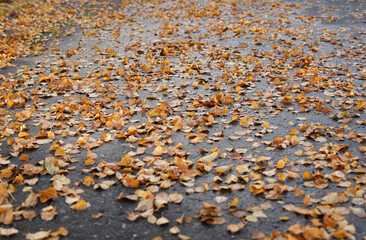 Fallen yellow birch leaves on wet asphalt in autumn.