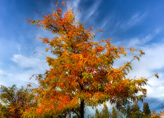 Herbstbaum