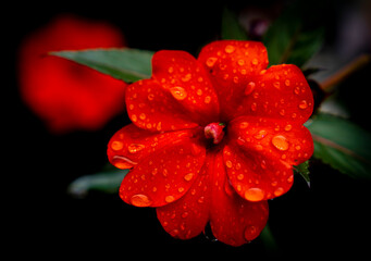 Fototapeta premium Rote Blume im Regen