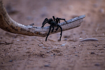 Arizona Tarantula