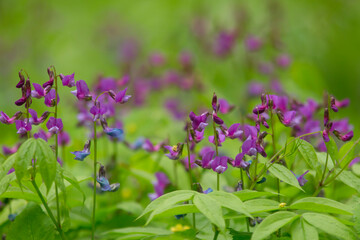 The spring vetchling (Lathyrus vernus) blooming in purple flowers on fresh green background in Estonian nature