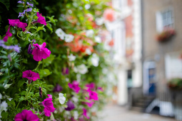 Fototapeta na wymiar Landscape view of a Purple Flowers Bush with a Street From London as Background