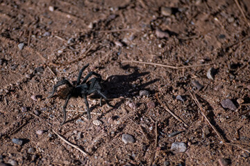 Tarantula crawling through the dirt in Arizona