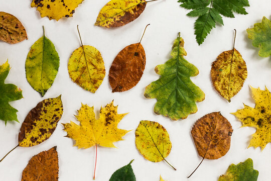 collection of beautiful natural autumn leaves, gradient of nice colors