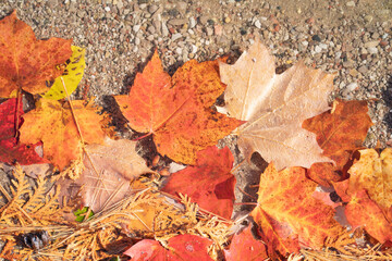 水に浮かぶカラフルな紅葉