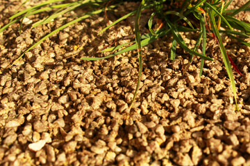 sand and stones with plant background