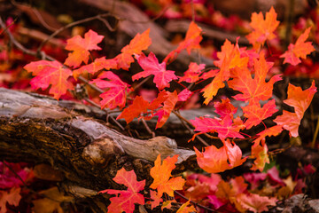Autumn leaves on the ground at West Fork of Oak Creek, Sedona, Arizona