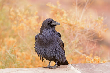 Common Raven with Ruffled Feathers