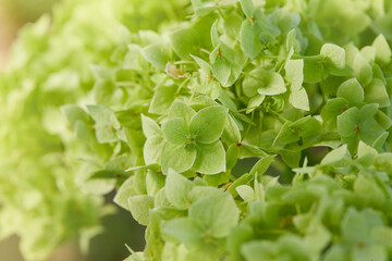 White Hydrangea arborescens Annabelle close up. Flowers of smooth hydrangea