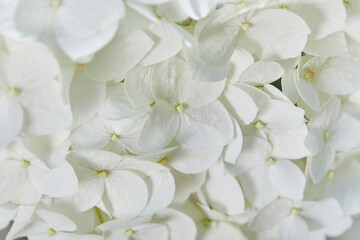 White Hydrangea arborescens Annabelle close up. Flowers of smooth hydrangea