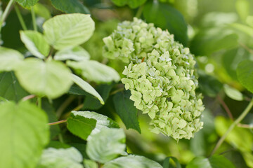White Hydrangea arborescens Annabelle close up. Flowers of smooth hydrangea