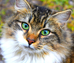 green eyed cat in park