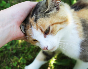 hand stroking a cute cat in the park