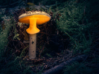 mushroom in the forest