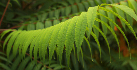 beautiful fern leaves in the park