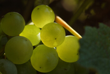 The bunch of ripe green grapes on the grape vine branch in summer sunlight