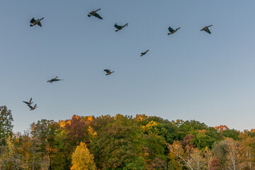 Flock of geese flying in formation during migration above forest with red, yellow and orange fall...