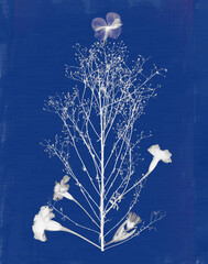 Cyanotype with plants and flowers