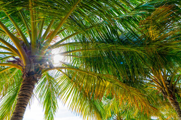Beach summer vacation holidays background with coconut palm trees and hanging palm tree leaves