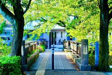 Obraz premium alley in the park