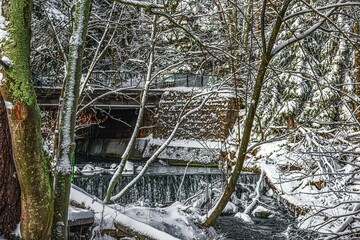 Winter background, landscape. trees in a snowy forest.