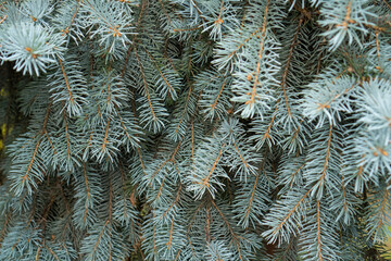 Naklejka na ściany i meble Blue fir-tree branches background. Spruce tree pattern for Christmas background. Selective focus.