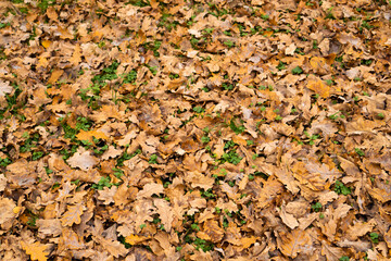 Old fallen and withered oak leaves on the ground. Autumn concept.