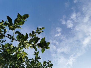 sky
nature
green
blue
sky-blue
clouds