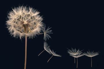 dandelion seeds fly from a flower on a dark blue background. botany and bloom growth propagation