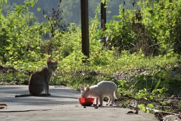 An alert cat mother watching over her kitten