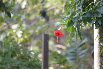 A Hibiscus flower in bloom