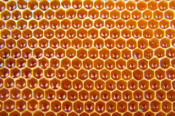 fresh bee honey in a honeycomb on the light close-up. vitamin natural food. texture and background